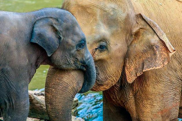 Самым крупным слоном на планете считается Йоси