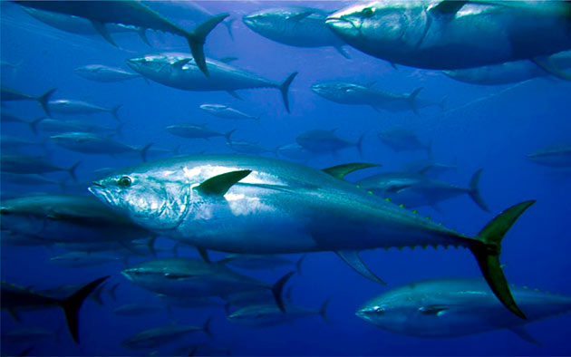 Эти рыбы обитают в различных местах в зависимости от вида тунца