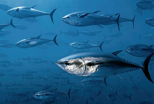На сегодняшний день многие виды тунца находятся под охранной из-за малой численности