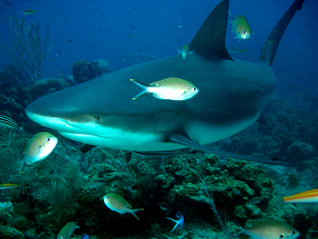 Тупорылая акула распространена практически по всем океанам, за исключением северного ледовитого 