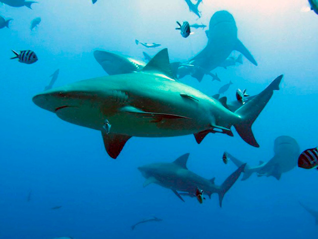 Так как тупорылая акула относиться к промысловых, то её популяция неуклонно уменьшается