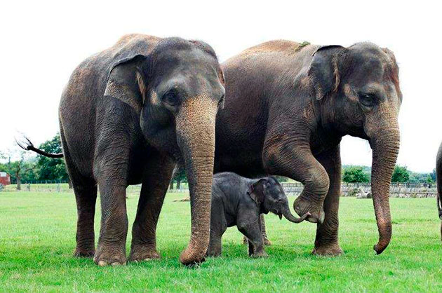 Вес индийского слона может достигать до 5.5 тонн