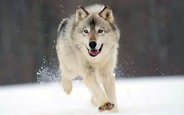 Естественные враги северного оленя — волки