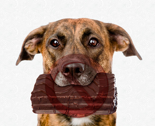 Шоколад для собак категорически запрещен