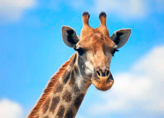 Жираф (Giraffa camelopardalis)