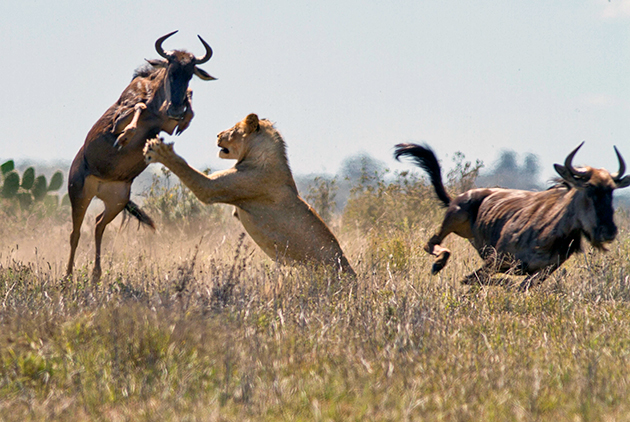 Крупные хищники основная опасность для антилоп Гну