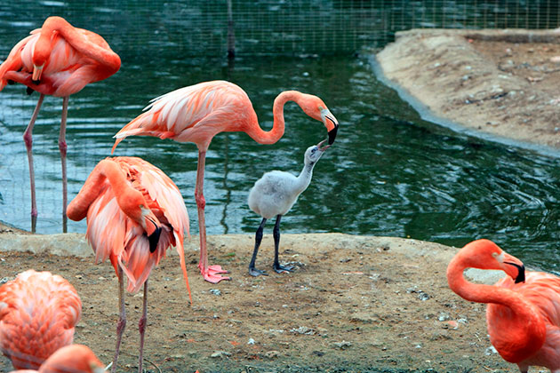 Способность продолжать свой род у фламинго наступает поздно — в 5-6 лет, но компенсируется тем, что яйца самка откладывает дважды за год