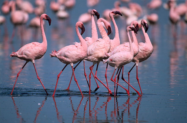 Есть подвиды фламинго, которые по сей день охраняются законом, так как ранее велась их массовое истребление