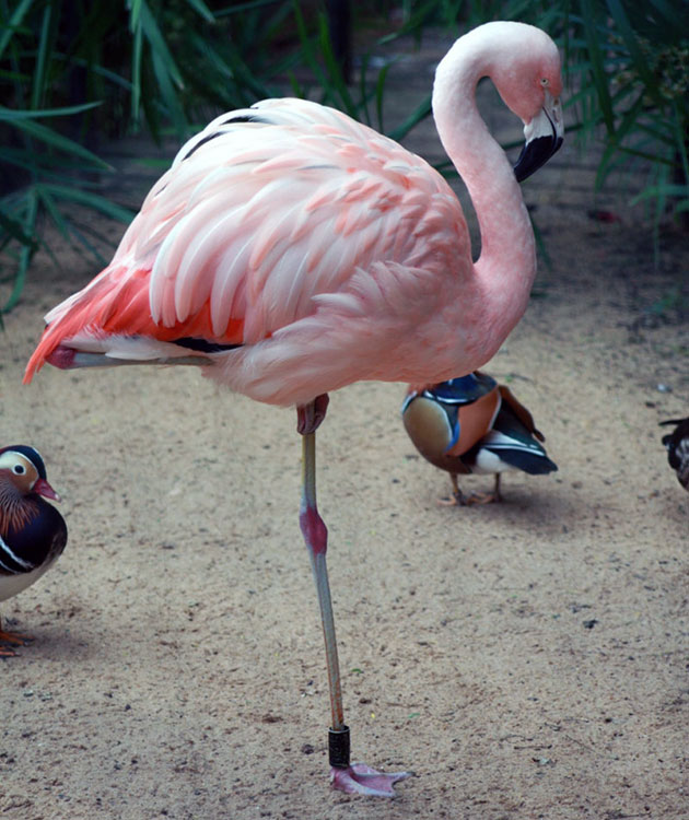 Фламинго поднимает поочередно то одну ногу, то другую по одной простой причине — таким способом птица их греет