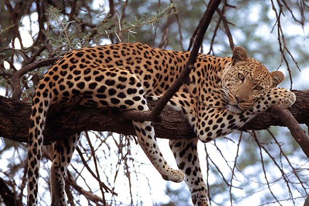 Так как леопарды имеют множество подвидов, то и ареал обитания их обширен