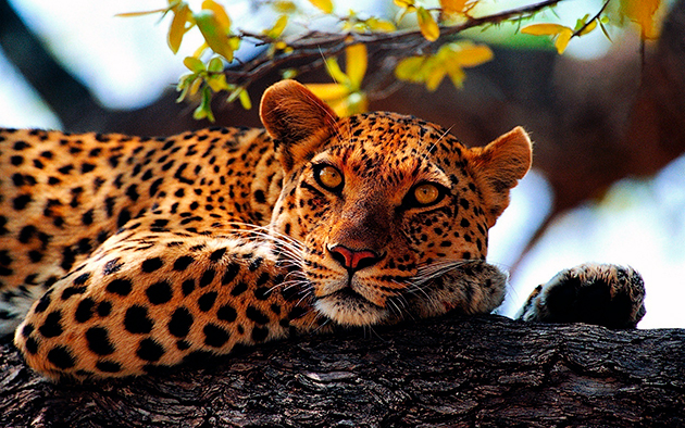 Леопарды ведут скрытый образ жизни и предпочитают держаться по одиночке