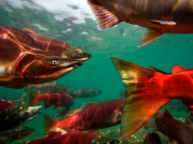 Пагубное воздействие на популяцию лосося оказывает браконьерство