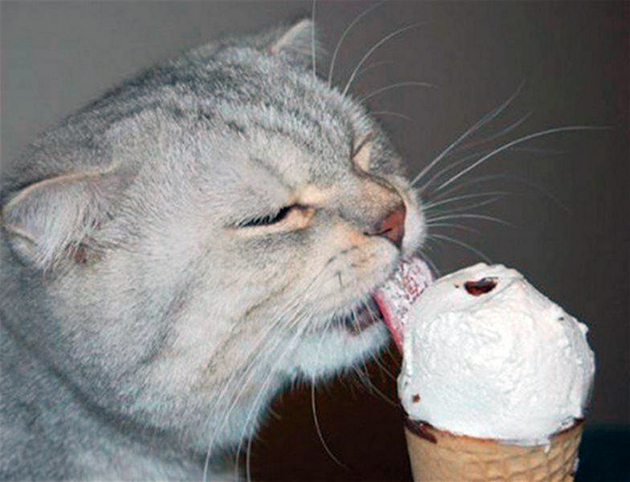 Покупное мороженное крайне вредно для кошки, так как помимо сахара, там много сливочного масла
