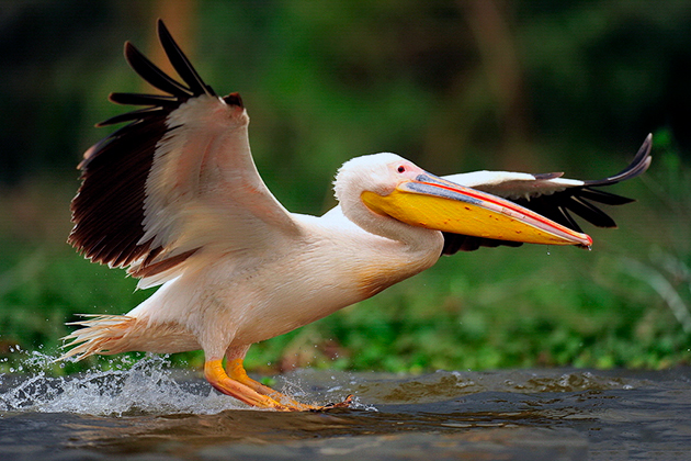 Места обитания пеликанов напрямую зависят от их вида