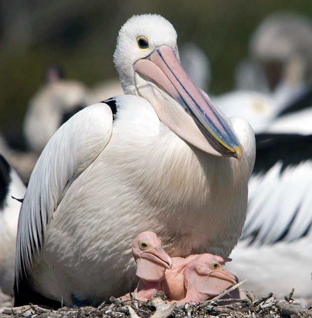 В целом популяции пеликанов ничего не угрожает, но есть некоторые подвиды, численность которых вызывает опасение