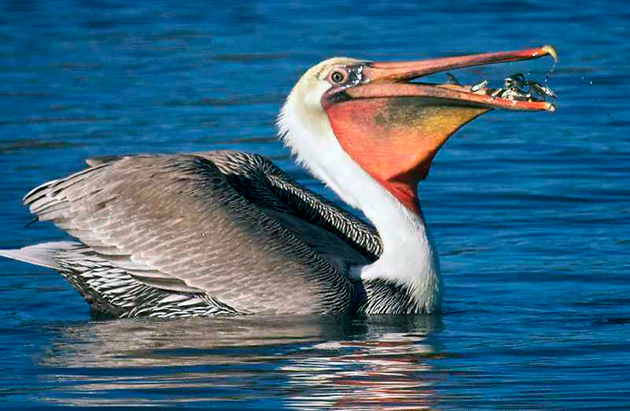 Основной рацион пеликанов — рыба