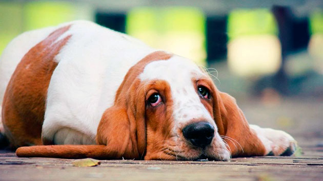 Побочные явления у собак при приеме римадила возникают, как правило при неправильном приеме
