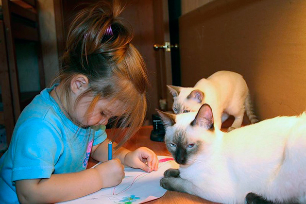 Сиамские кошки очень хорошо относятся к детям и с удовольствием проводят с ними время