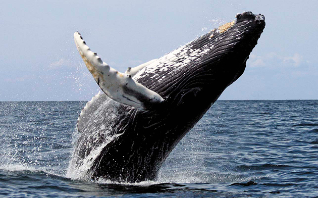 Сколько весит кит