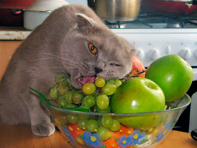 Если периодически давать кошке фрукты и овощи, ей в организм будет поступать сахар в неопасной для её здоровья форме