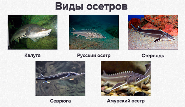 На сегодняшний день в России распространены 5 видов осетров