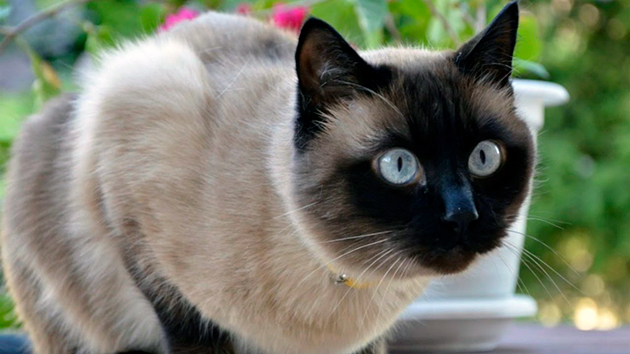 сиамские кошки характер