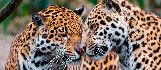 Из-за красивой шкуры ягуаров массово истребляли, что сейчас этот вид находится на грани вымирания и занесен в международную красную книгу