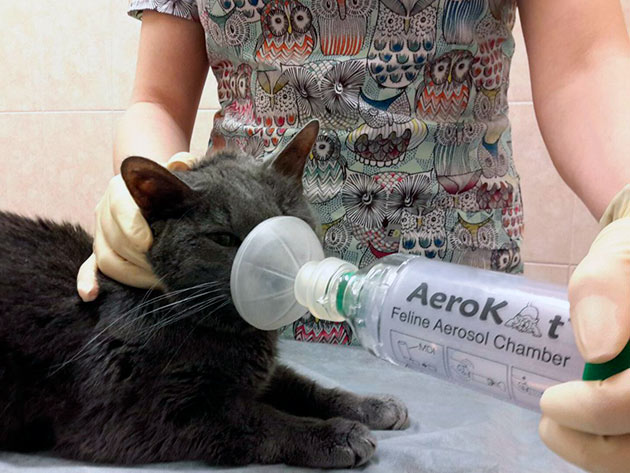 ТАк как установить причину астмы у кошки сложно – ветеринары советую оградить питомца от возможных аллергенов
