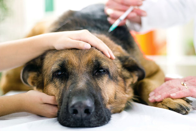 Если у собаки обнаружили энтерит – незамедлительно назначают комплексное лечение