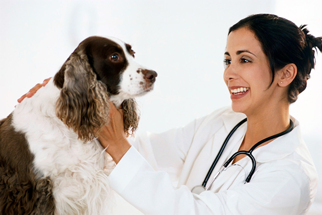 Диагностику и лечение эпилепсии у собаки нужно отдать профессионалам из ветклиники