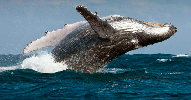 Активный промысел и болезни — основные факторы уменьшения популяции китов
