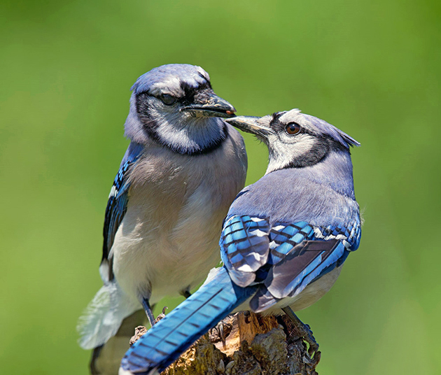 За один раз самка голубой сойки откладывает от двух до семи яиц