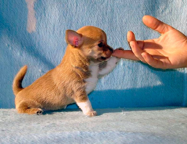 Учить собаку команде «Дай лапу», оптимальнее всего в возрасте не ранее трех месяцев