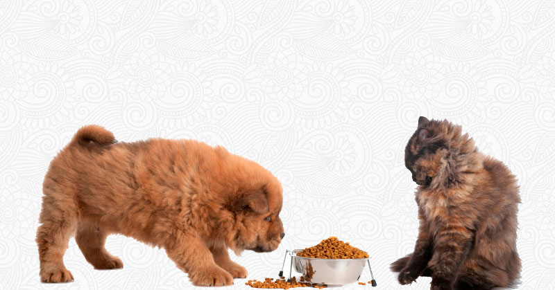 Из-за разницы пищеварительной системы набор витаминов и микроэлементов будет разница в собачьей и кошачьей еде