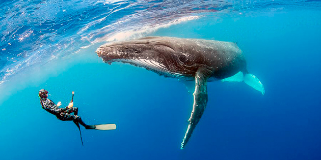 К сожалению, издревле, люди представляли самую большую угрозу для китов