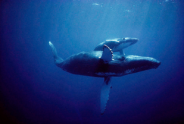 Новорожденные киты весят до 100 килограммов