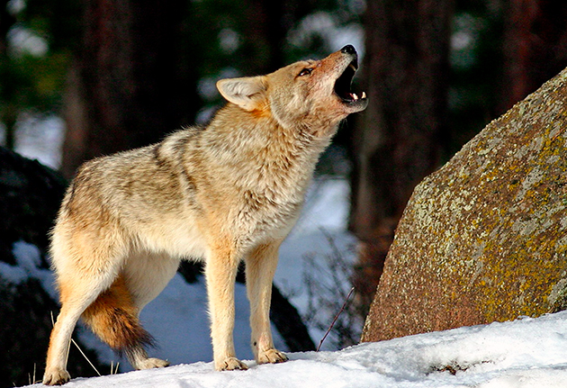 Основные природные враги койотов являются пумы и волки