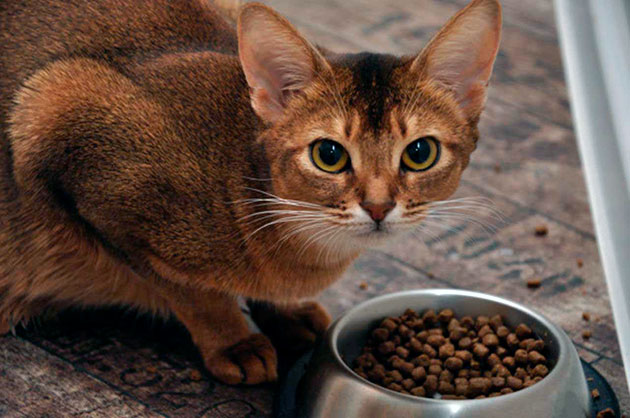 Корм GO! для кошек занимает не лидирующие позиции на российском рынке