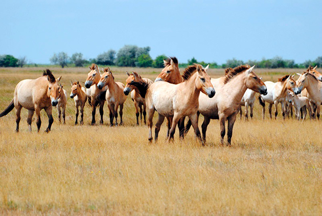 Благодаря титаническим усилиям популяцию лошадей Пржевальского удалось сохранить