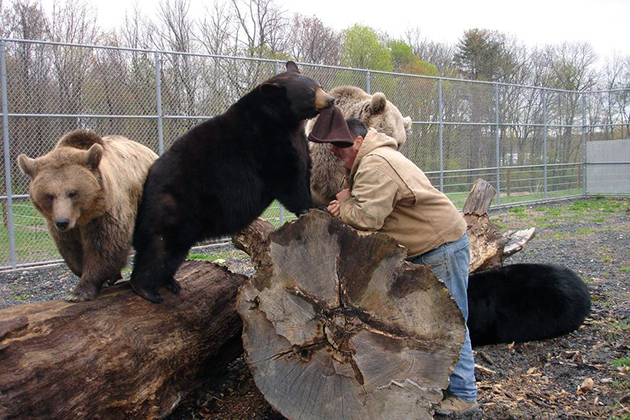 В большинстве случаев медведи при встречи с человеком ведут себя очень агрессивно, но бывают редкие исключения