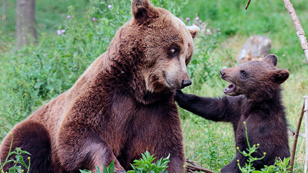 Медведи достигшие 3-4 летнего возраста готовы оставить потомство