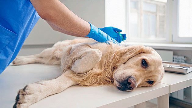 Лечение пиометра у собаки может быть как медикаментозное, так и оперативное вмешательство