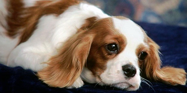 Замкнутость, вялость, отказ от прогулок могут являться признаками пиометры у собаки