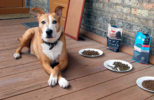 Суточную норму пищи для собаки рассчитывают исходя из веса питомца, а так же состояния его здоровья