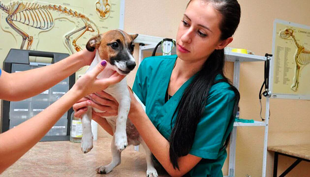 Своевременная вакцинация и обследования, а так же правильное питание может уберечь собаку от энтерита