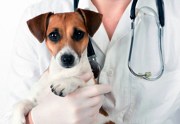 Лучшим методом профилактики эпилепсии является ограждение собаки от всех ситуаций её нервирующих