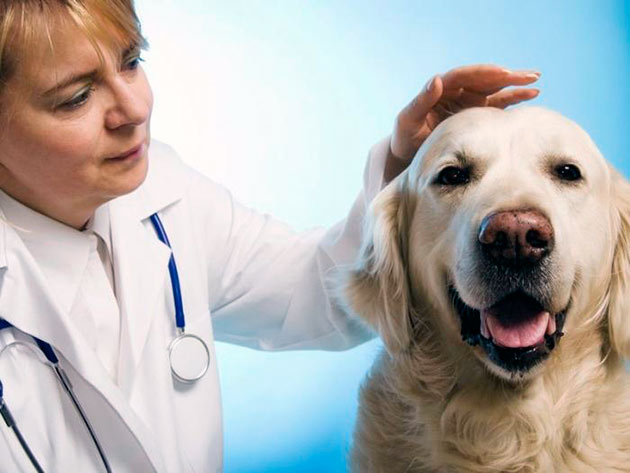 Лучшим методом профилактики пиометры у собаки является сбалансированное питание и соблюдение условий содержания