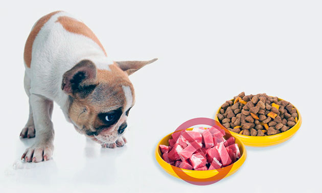 Ветеринары иногда советую кормить собаку сухим кормом из-за проблем со здоровьем или преклонного возраста