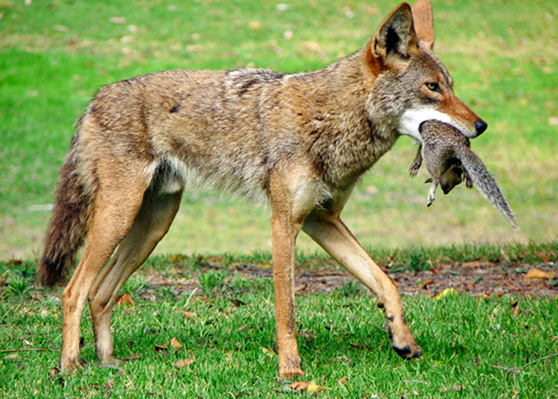 Основной рацион питания койотов животная пища, но так же может употребить в пищу и ягоды