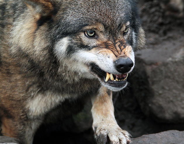 Серый волк питается в основном животной пищей